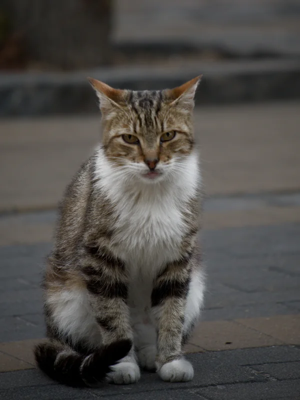 Фотография из альбома Кошки